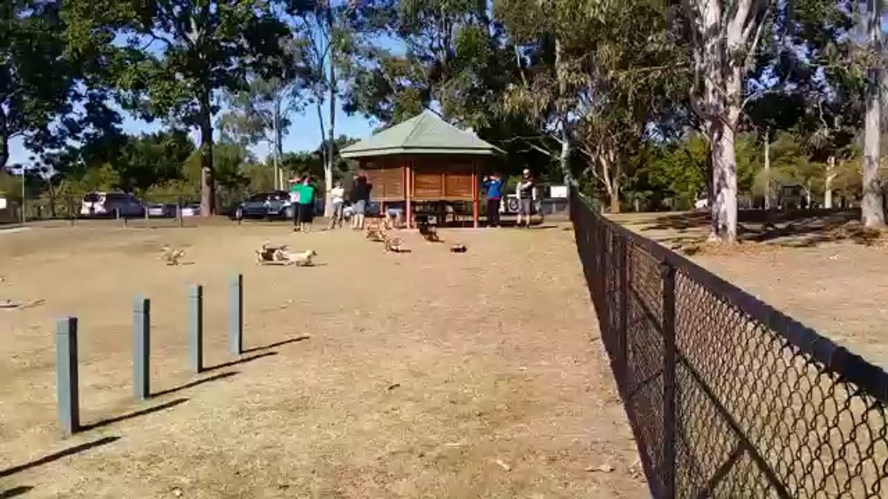 Great Way To Make your Dogs Go For A Walk