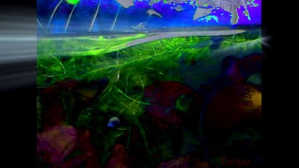 аква-фантазия.