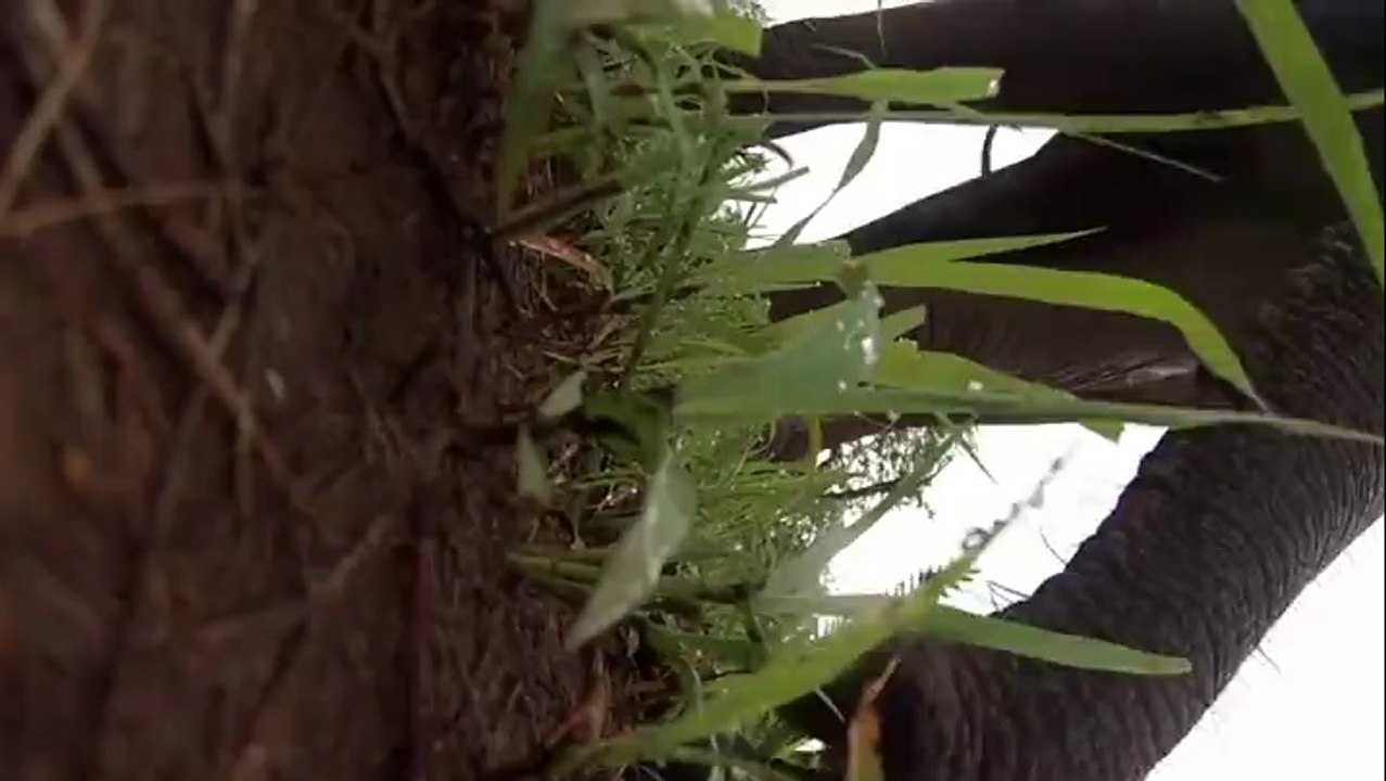 You Won't Lose Your Camera While Riding This Elephant