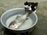 Küçük kedinin büyük balığı yemeğe çalışması