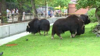 حيوانات حديقة موسكو أولى ضحايا العقوبات الروسية