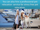 Tips for successful pet relocation