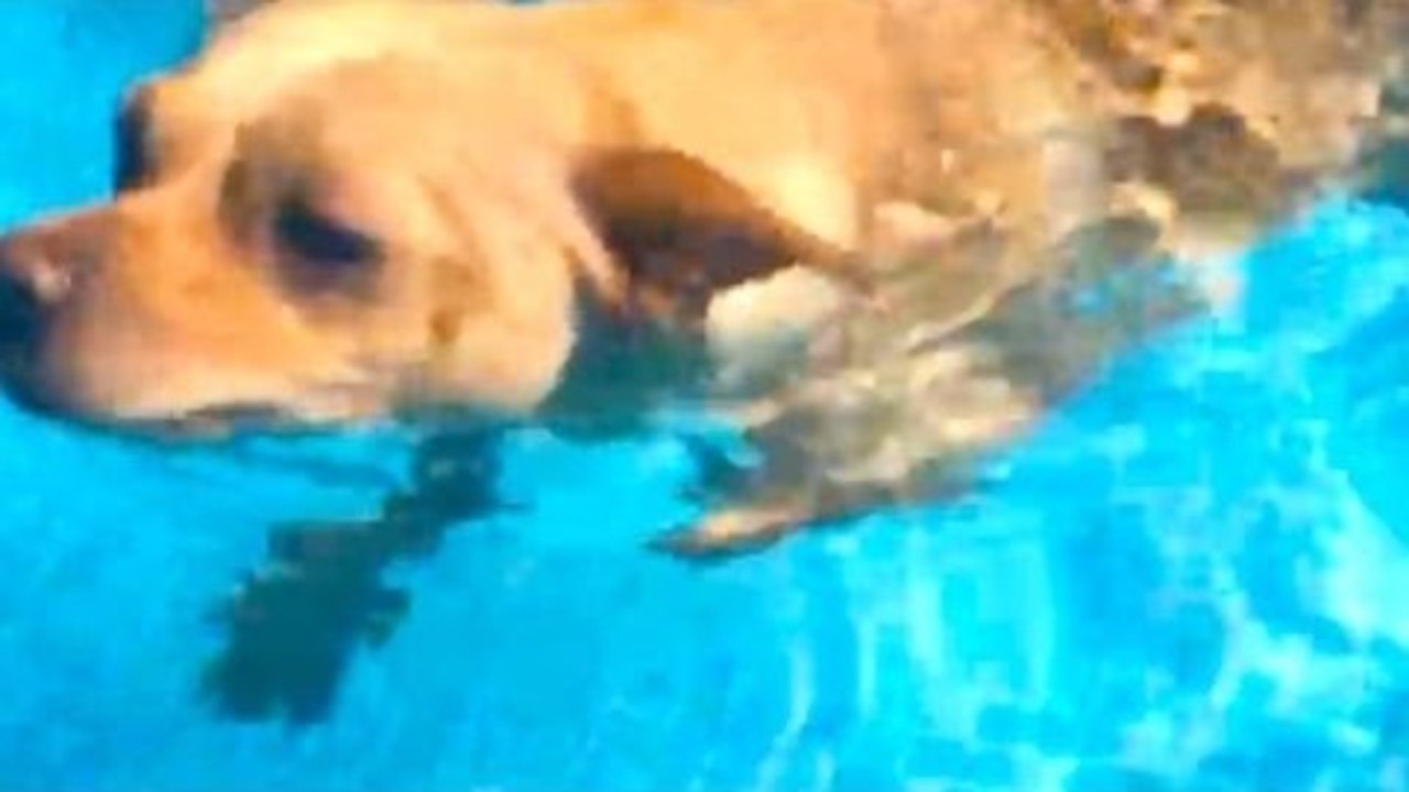 CUTE DOGS SWIMMING!