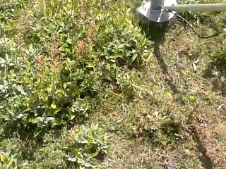 patentli üründür kekik ada çayi benzer doğabitgilerini toplama makinasi