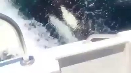 La course avec les orques