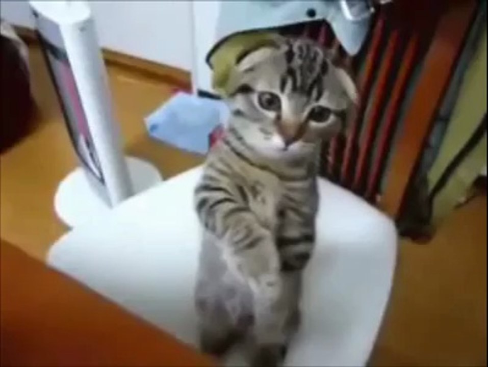 Funny Cats Compilation