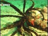 La vida marina del Golfo Pérsico - Parte 10