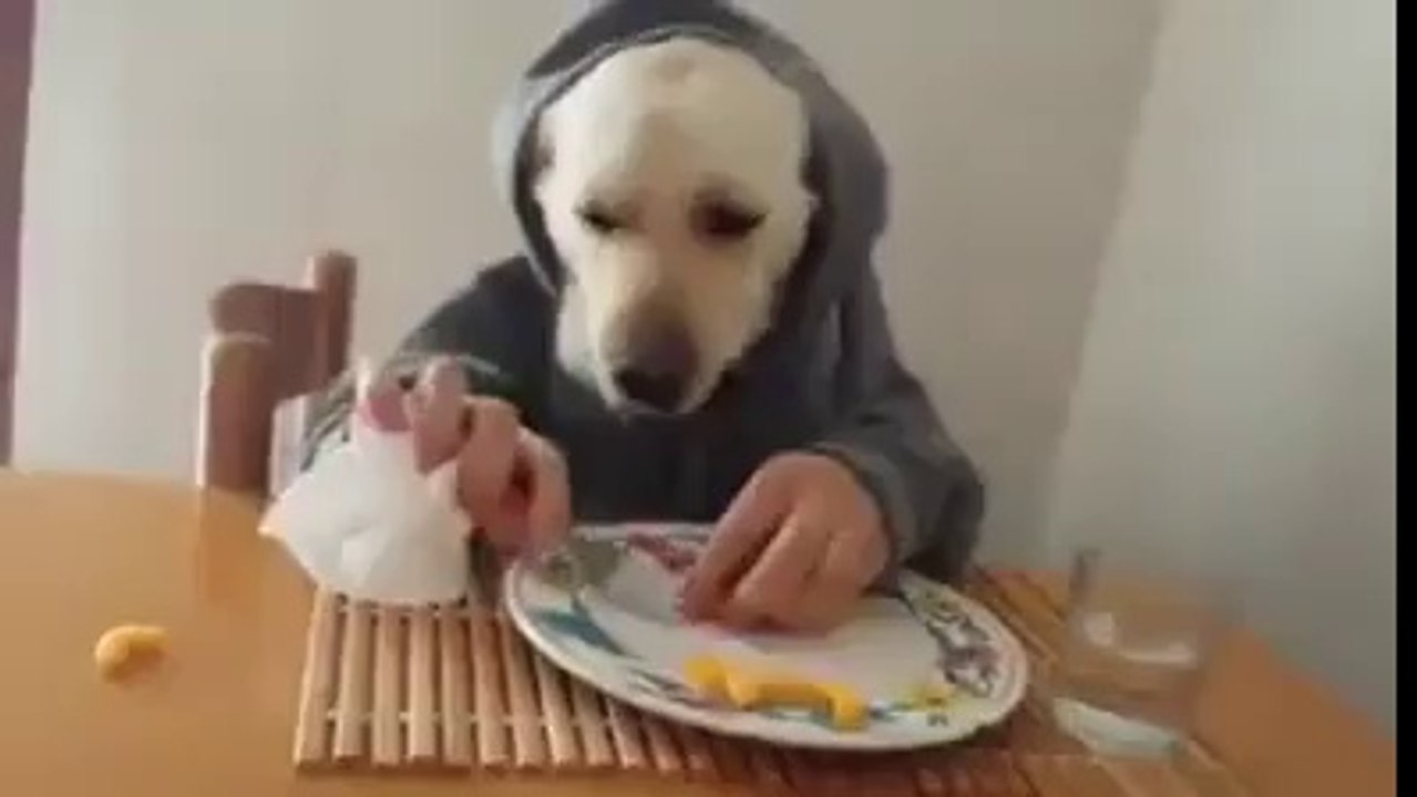 Böyle akıllı köpek gördünüz mü ?