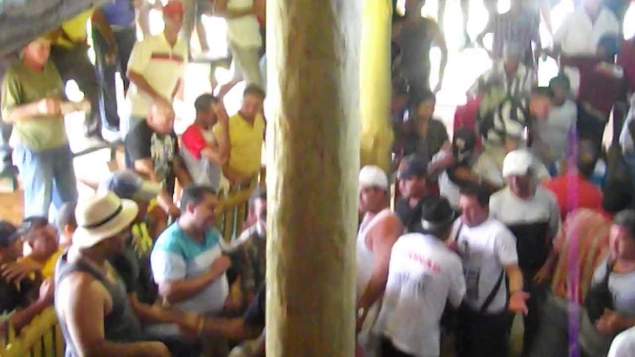 Combats de coqs à La Palma / Cuba