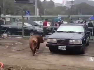 Pig loves Car