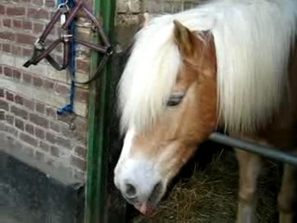 willy fait le rigolo