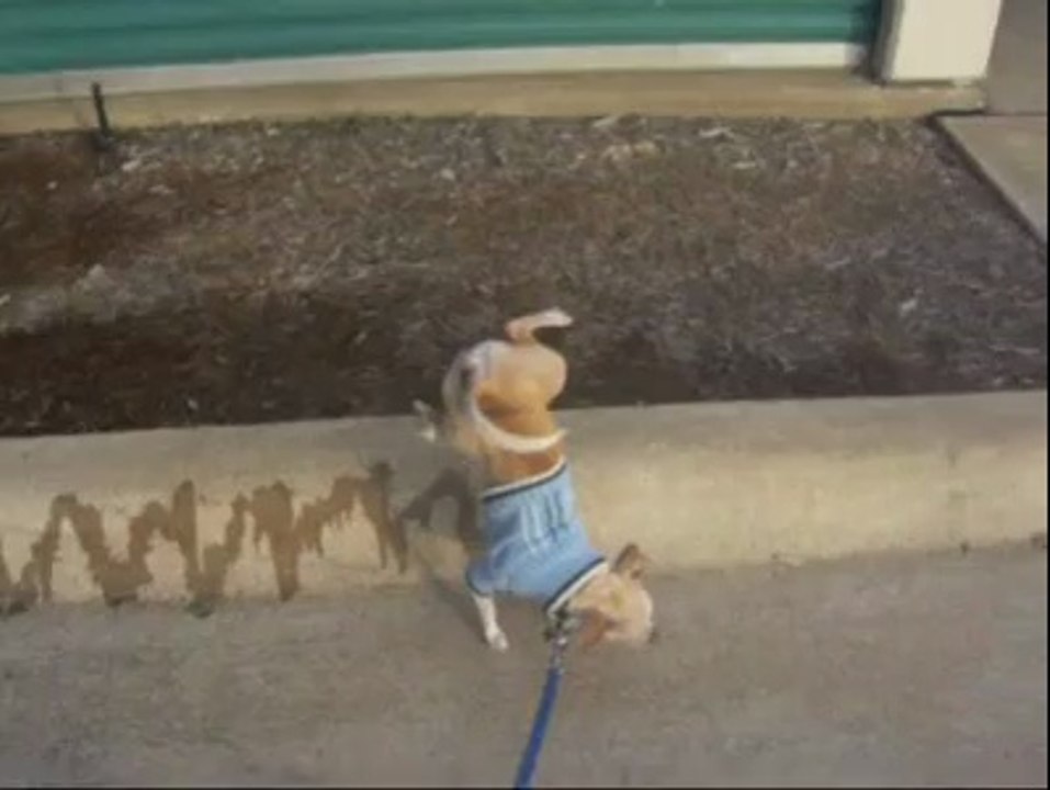 O Sonho de muito homens pela manha