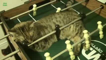 Funny Cats Sleeping in Weird Positions Compilation