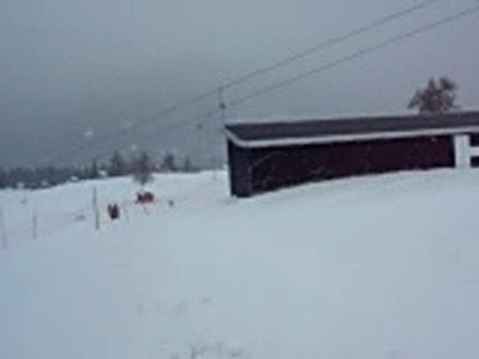 Ski nicola