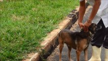 SOVIPA - Cães do Canil Municipal à Espera de Adoção