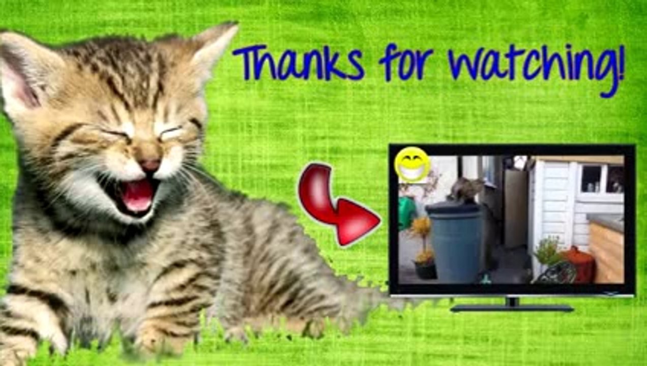 Funny Cats Compilation - Funny Videos 2014 - Funny Animals wow