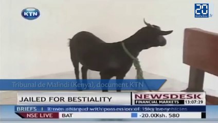 Kenya | Dix ans de prison pour avoir violée une chévre
