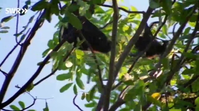 Schaetze der Welt E271 - Fraser Islands, Australien