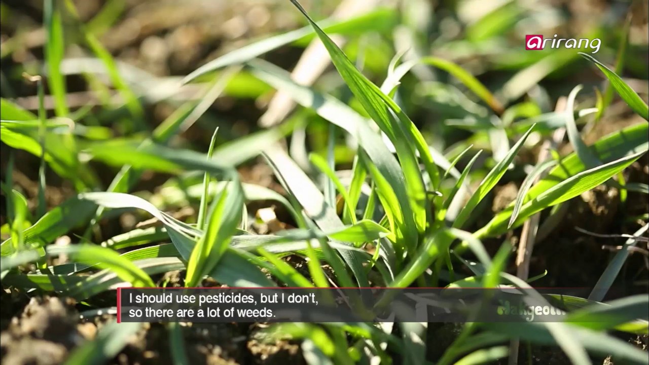 Makgeolli Rice Wine Ep03 In search of true makgeolli - A writer meets makgeolli masters