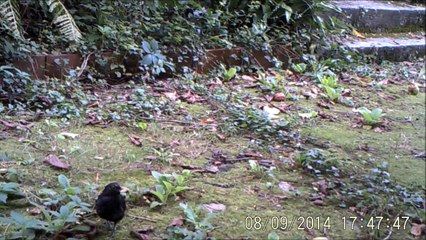 Merle noir à Rouen, tuant une limace et nourrissant un juvénile, 09/08/2014