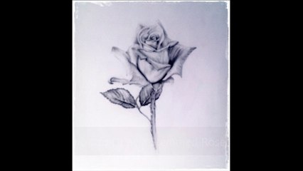 Learn How to draw a stemmed rose step by step