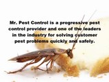 Pest Control Service Shanty Bay ON | 705-739-7378