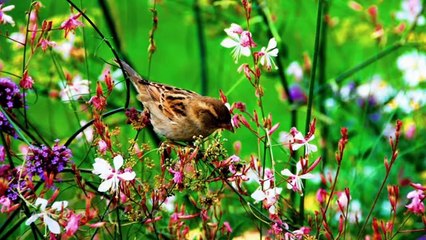 Richard Clayderman - When a Man loves a Woman