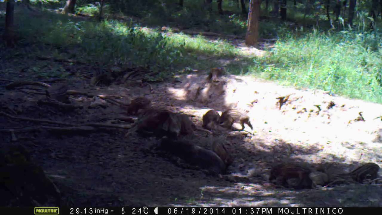 Longue scène avec 3 sangliers et nombreux marcassins dans une souille