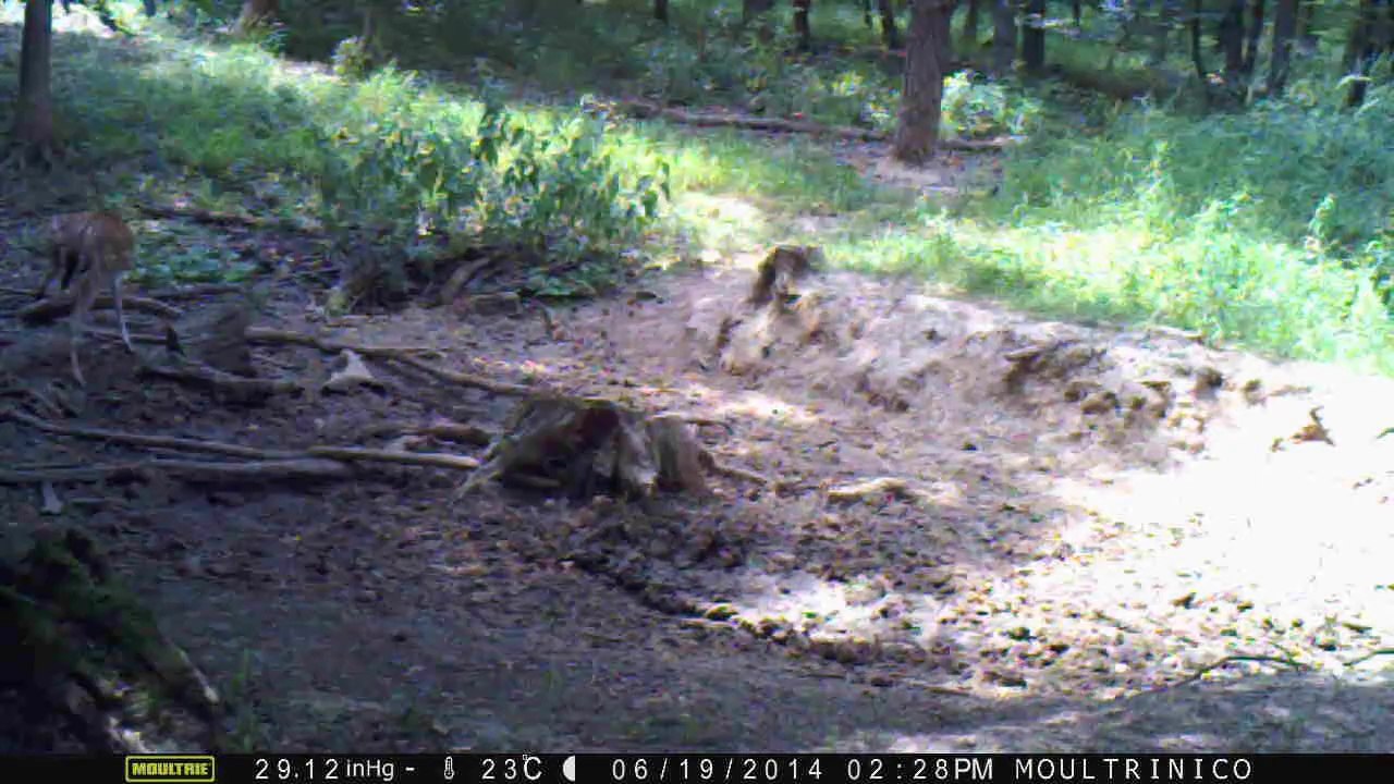 Biche Sika cherche de l'eau
