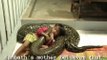 Kid Rides Giant Python