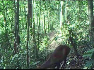 CAMERA-TRAP: Muntjac in Kalaweit Supayang Reserve (august 2014)
