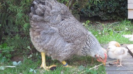 ma poule Sidonie et ses poussins