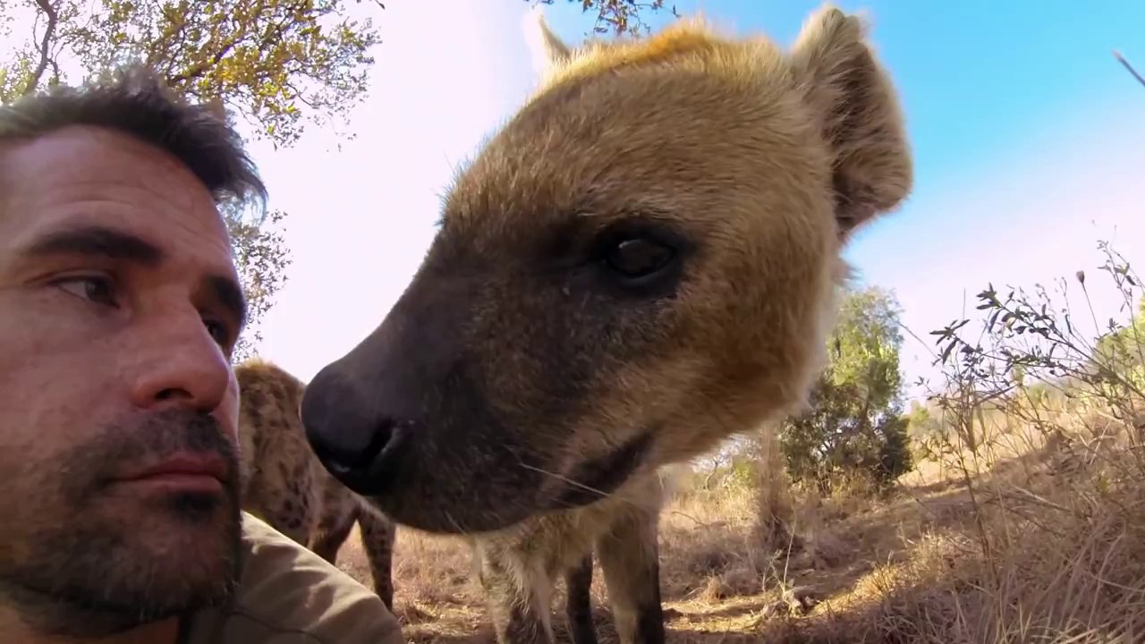 Lions - The New Endangered Species