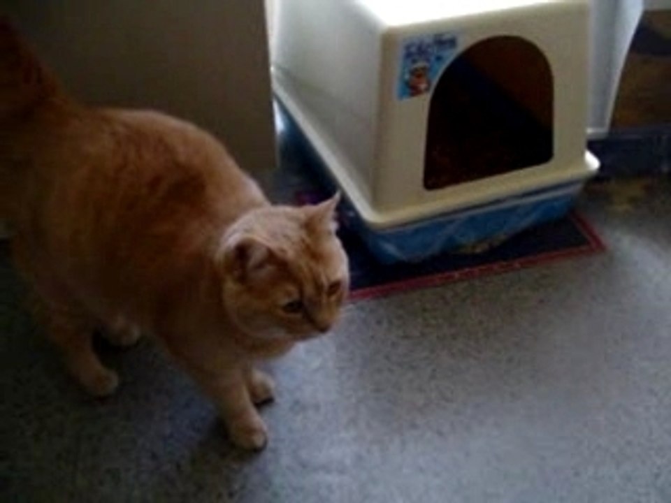 Sunny mange