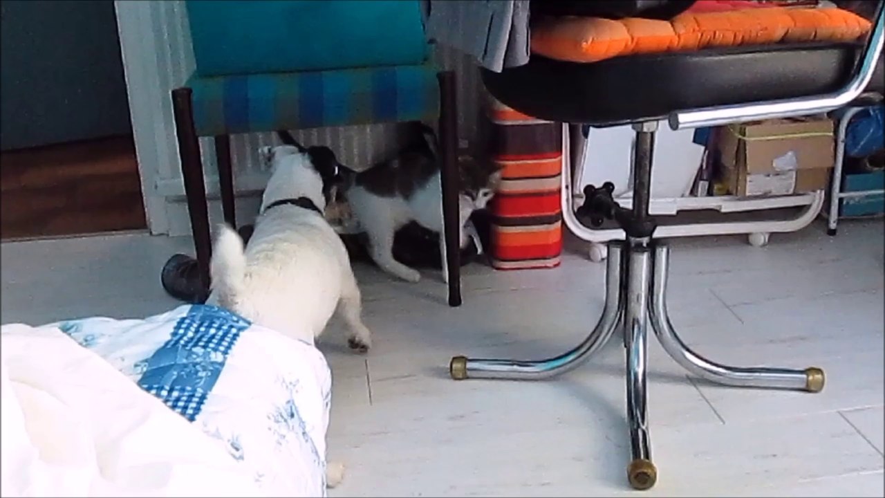 2014 08 10 Cubix et Zoé se rapprochent