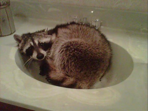 Animal Control Shanty Bay ON | 705-739-7378