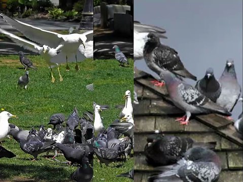 Bird Control Shanty Bay ON | 705-739-7378