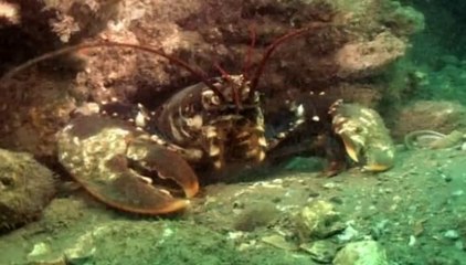 BBC Coast S02E01 - Dover to Isle of White