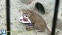 Viral Video Recap: Sand Cat Castles and a Surfing Seal pup