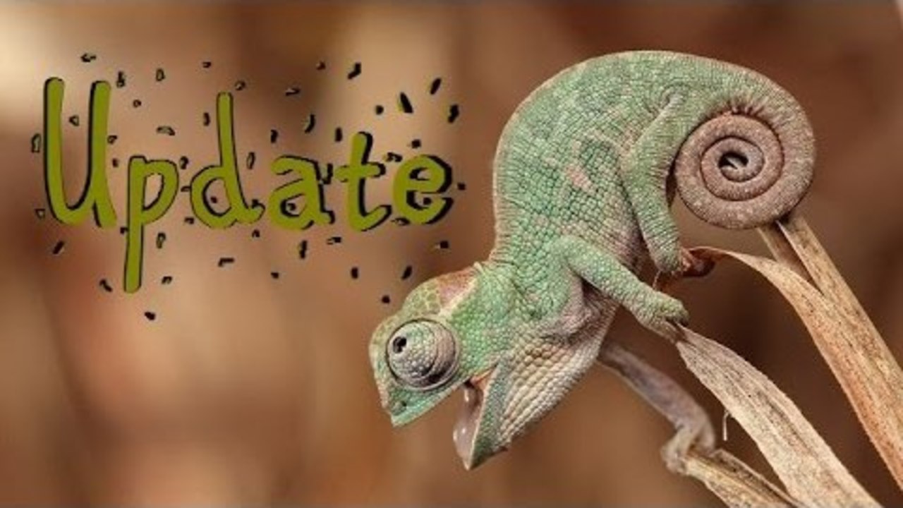 Veiled Chameleons Babies!