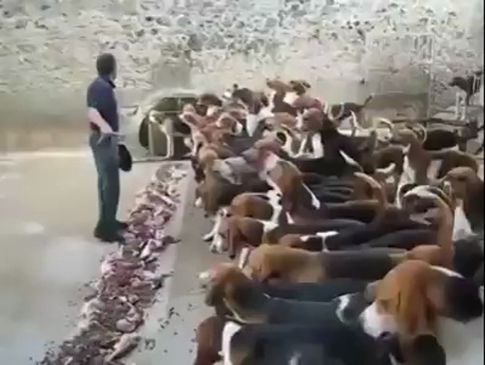 Funny Videos (33)
