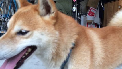 shiba inu 柴犬スペック 20140811