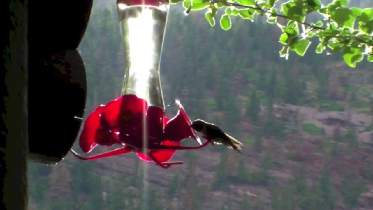 Colibri