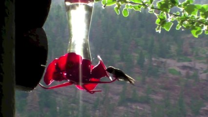 Colibri