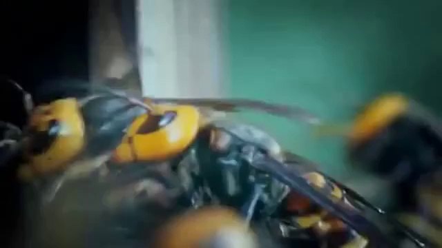 BAL ARILARININ EŞEK ARILARINDAN YUVA SAVUNMASI