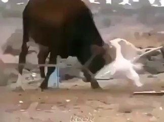 Boğaya Kafa Tutan Psikopat Kaz