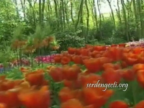 Affeyle - Senai Demirci