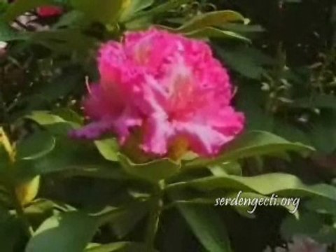 Benim Efendim - Hasan Sağındık