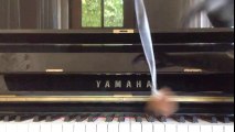 Kediden piyano dersi
