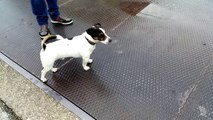 Cane tenta di montare il gatto e di azzannarlo alla gola (Video test CyanogenMod)